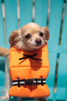 Cute Chihuahua dog in a Halloween costume nautical orange life vest in Florida.