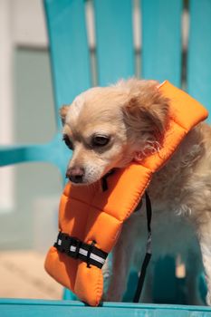 Cute Chihuahua dog in a Halloween costume nautical orange life vest in Florida.