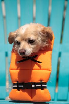 Cute Chihuahua dog in a Halloween costume nautical orange life vest in Florida.