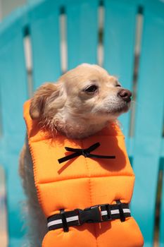 Cute Chihuahua dog in a Halloween costume nautical orange life vest in Florida.