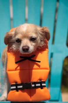 Cute Chihuahua dog in a Halloween costume nautical orange life vest in Florida.