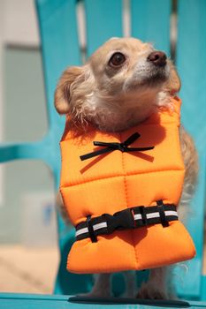 Concerned Chihuahua dog in a Halloween costume nautical orange life vest in Florida.