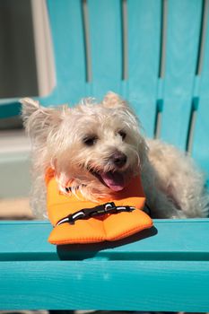 Smiling West Highland Terrier dog in a Halloween costume nautical orange life vest in Florida.