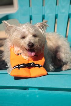 Smiling West Highland Terrier dog in a Halloween costume nautical orange life vest in Florida.