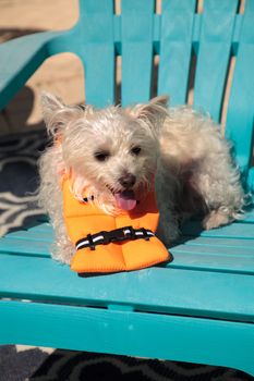 Smiling West Highland Terrier dog in a Halloween costume nautical orange life vest in Florida.