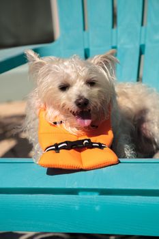 Smiling West Highland Terrier dog in a Halloween costume nautical orange life vest in Florida.