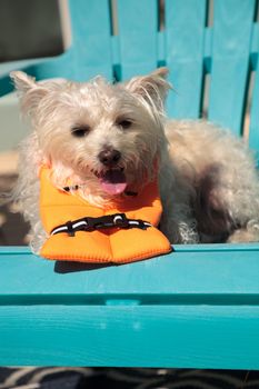 Smiling West Highland Terrier dog in a Halloween costume nautical orange life vest in Florida.