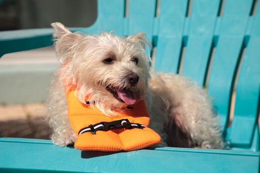 Smiling West Highland Terrier dog in a Halloween costume nautical orange life vest in Florida.