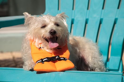 Smiling West Highland Terrier dog in a Halloween costume nautical orange life vest in Florida.