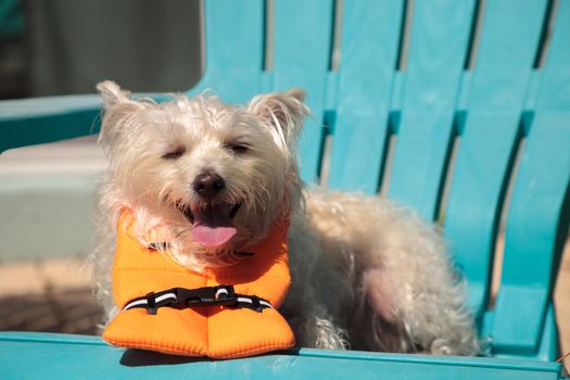 Smiling West Highland Terrier dog in a Halloween costume nautical orange life vest in Florida.