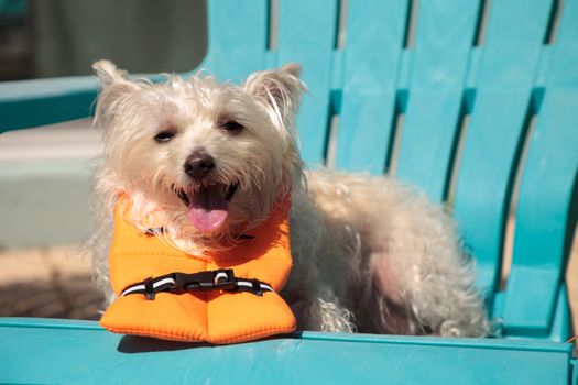 Smiling West Highland Terrier dog in a Halloween costume nautical orange life vest in Florida.