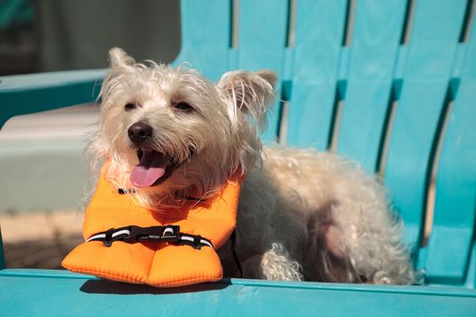 Smiling West Highland Terrier dog in a Halloween costume nautical orange life vest in Florida.
