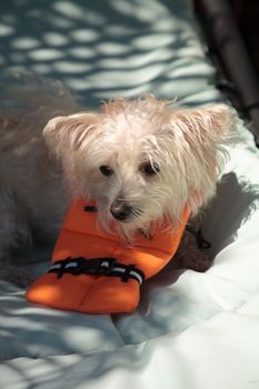 Scruffy West Highland Terrier dog in a Halloween costume nautical orange life vest in Florida.