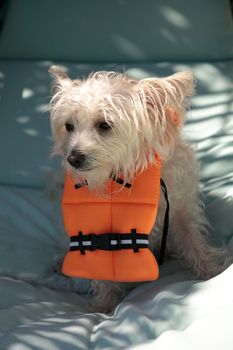 Scruffy West Highland Terrier dog in a Halloween costume nautical orange life vest in Florida.