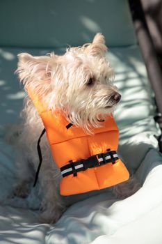 Scruffy West Highland Terrier dog in a Halloween costume nautical orange life vest in Florida.