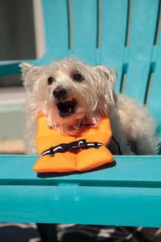 Shouting West Highland Terrier dog in a Halloween costume nautical orange life vest in Florida.