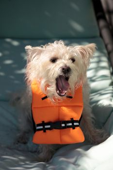 Shouting West Highland Terrier dog in a Halloween costume nautical orange life vest in Florida.