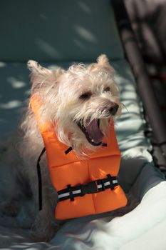 Shouting West Highland Terrier dog in a Halloween costume nautical orange life vest in Florida.