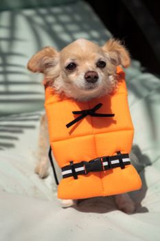 Cute Chihuahua dog in a Halloween costume nautical orange life vest in Florida.