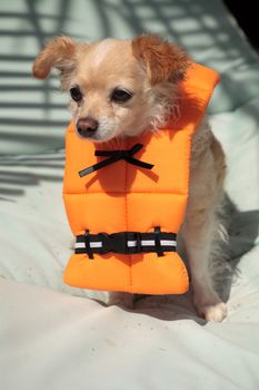 Cute Chihuahua dog in a Halloween costume nautical orange life vest in Florida.