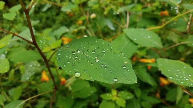 rain water drops on plant with green leaves