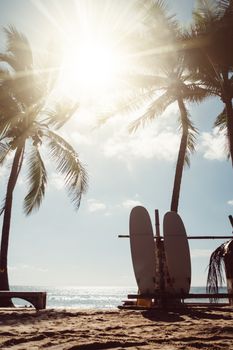 Surfboards beside coconut trees at summer beach with sun light.