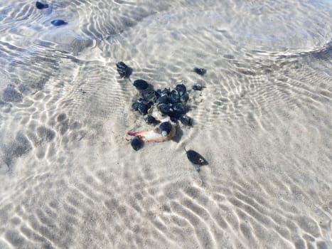 black snails in water with sand eating a crab