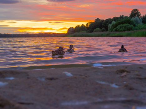 Panoramic view of evening sunset lake with green trees, mist and tranquil reflection. Estonia, Harku. Sunset over lake