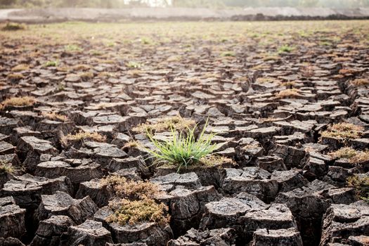 Arid soil and grass in the countryside with sunlight.