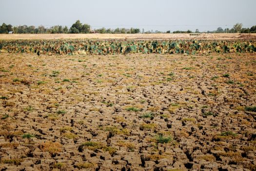 Arid soil of field in countryside with the sky.