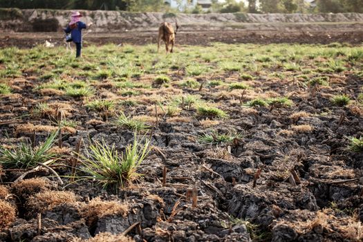 Arid soil in the countryside with sunlight.