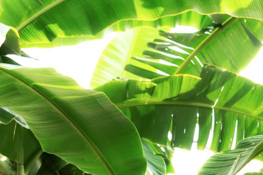 Banana leaves on tree with sunlight.