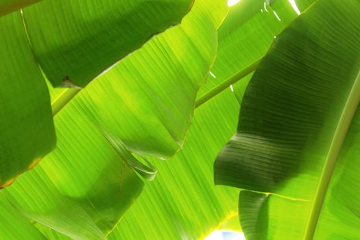 Banana leaves on tree with texture background.