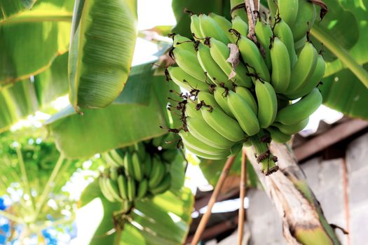 Bananas on trees and leaves in countryside.