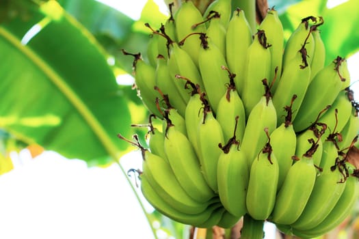 Bananas on trees in farm with sunlight.