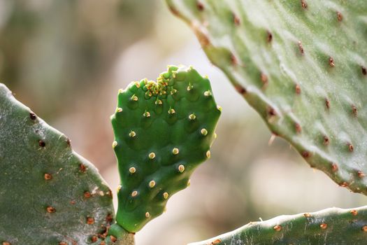 Cactus in the park with dangerous at sunlight.