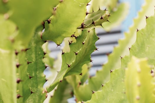 Cactus in the park with sharp thorns.