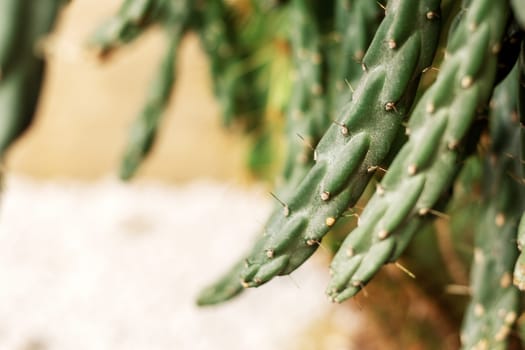 Cactus of green in the park at sunlight.