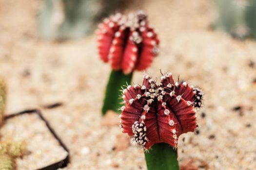 Cactus of red on ground in the park.