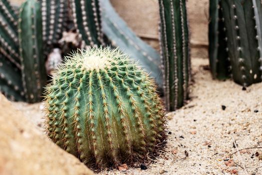 Cactus of spike on ground in the park.