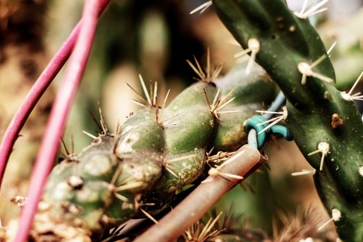 Cactus of spike at sunlight with texture.