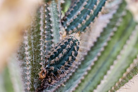 Cactus of spike in the park with texture.