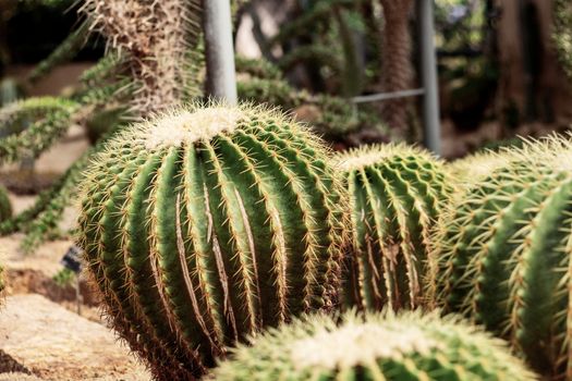 Cactus on ground in the park with a daytime.