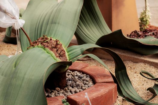 Cactus on pot in the garden at sunlight.