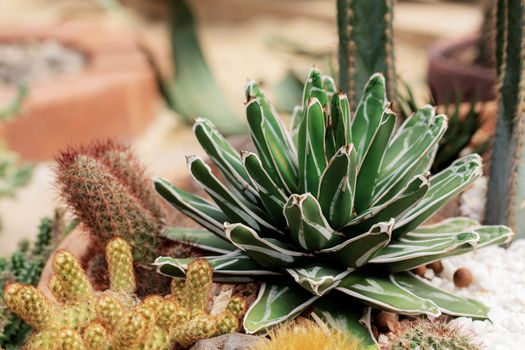 Cactus on pot of decorated in the garden.