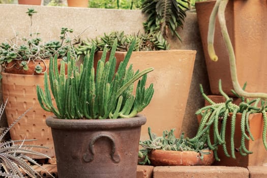 Cactus on pot of decorated in a park.