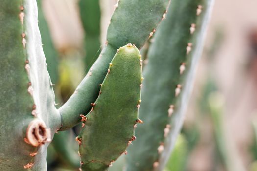 Cactus in the park with a daytime.