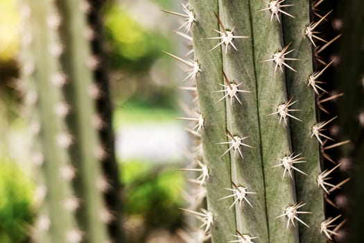 Cactus with dangerous of spike at sunlight.