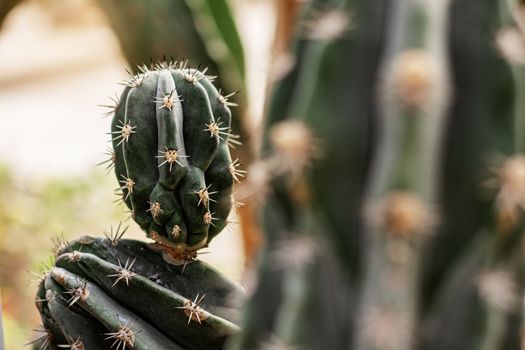 Cactus in the park with dangerous of thorns.