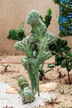 Cactus in the park with dry of ground.